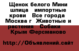 Щенок белого Мини шпица , импортные крови - Все города, Москва г. Животные и растения » Собаки   . Крым,Ферсманово